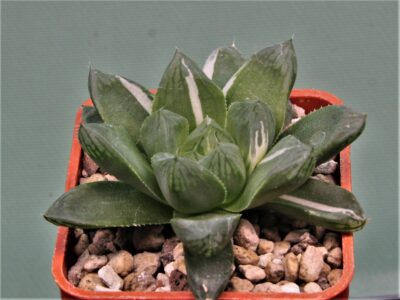haworthia-obtusa-variegata-komomo-10