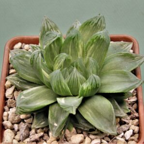 haworthia-obtusa-variegata-komomo-2