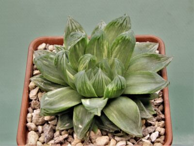 haworthia-obtusa-variegata-komomo-2