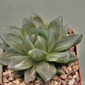 haworthia-obtusa-variegata-komomo-3