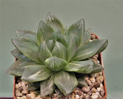 haworthia-obtusa-variegata-komomo-3