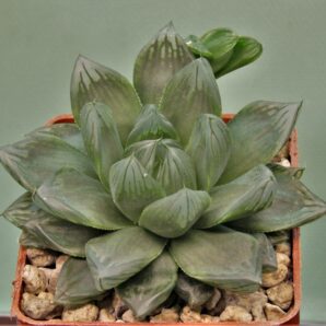 haworthia-obtusa-variegata-komomo-4.