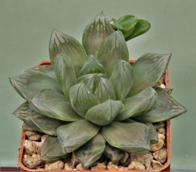 haworthia-obtusa-variegata-komomo-4.