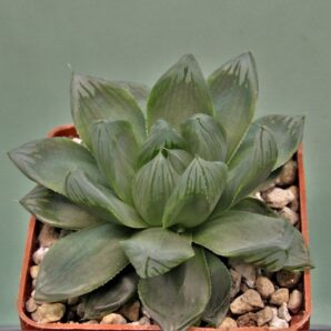 haworthia-obtusa-variegata-komomo-5