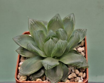haworthia-obtusa-variegata-komomo-5
