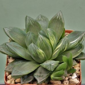 haworthia-obtusa-variegata-komomo-6