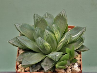 haworthia-obtusa-variegata-komomo-6