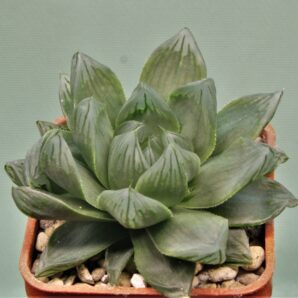 haworthia-obtusa-variegata-komomo-7