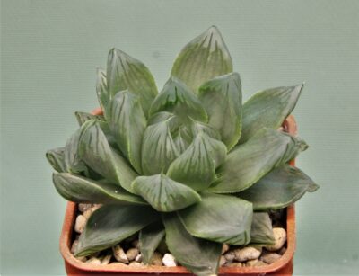 haworthia-obtusa-variegata-komomo-7