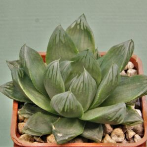 haworthia-obtusa-variegata-komomo-8