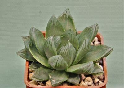 haworthia-obtusa-variegata-komomo-8
