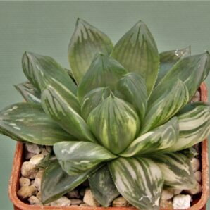 haworthia-obtusa-variegata-komomo-9