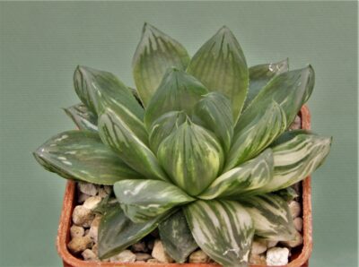 haworthia-obtusa-variegata-komomo-9