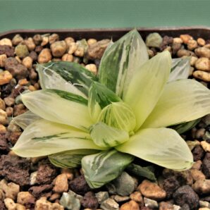haworthia-obtusa-variegata