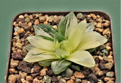 haworthia-obtusa-variegata