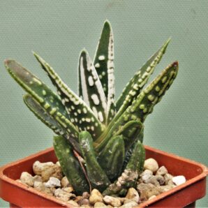 haworthia-pumila-angels-tears-1
