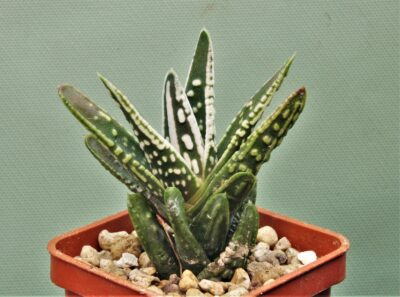 haworthia-pumila-angels-tears-1