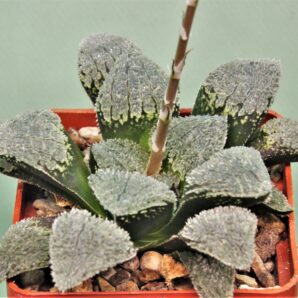 haworthia-pygmaea-yuki-no-sato.