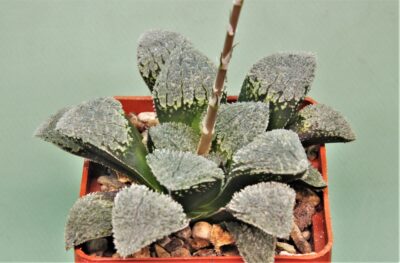 haworthia-pygmaea-yuki-no-sato.