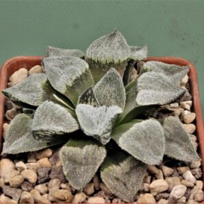 haworthia-pygmaea-yukihime