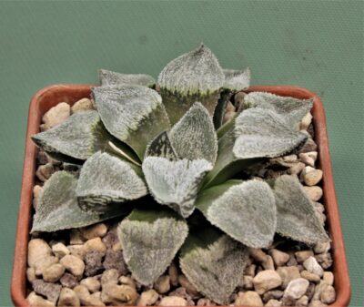 haworthia-pygmaea-yukihime