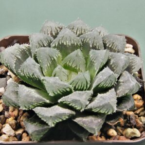 haworthia-red-stone-1