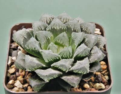 haworthia-red-stone-1