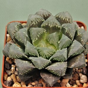 haworthia-red-stone-2