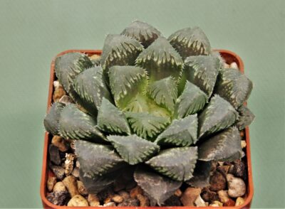 haworthia-red-stone-2