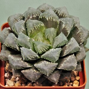 haworthia-red-stone-3
