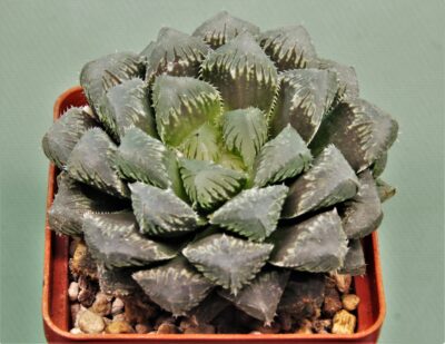 haworthia-red-stone-3