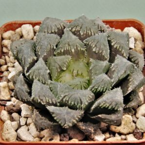 haworthia-red-stone-4.