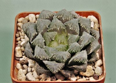 haworthia-red-stone-4.