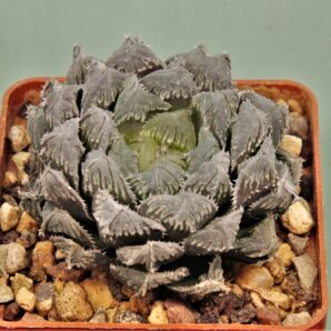 haworthia-red-stone-5