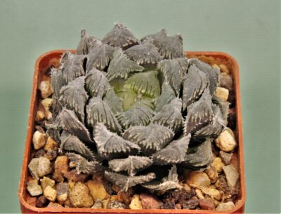 haworthia-red-stone-5