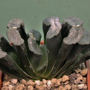 haworthia-truncata-hiroshige-15