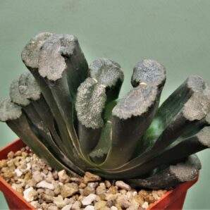haworthia-truncata-hiroshige-16