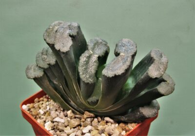 haworthia-truncata-hiroshige-16