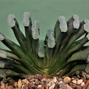 haworthia-truncata-japan