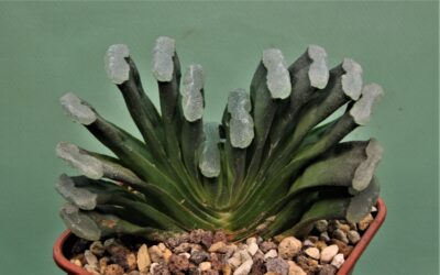 haworthia-truncata-japan