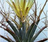 Leuchtenbergia (Лейхтенбергия) | 1
