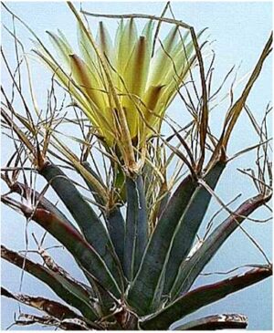 Leuchtenbergia (Лейхтенбергия)