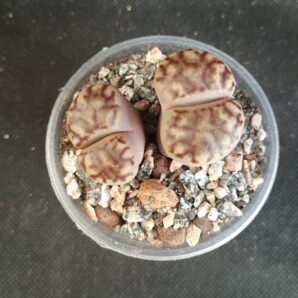 Lithops bromfieldii