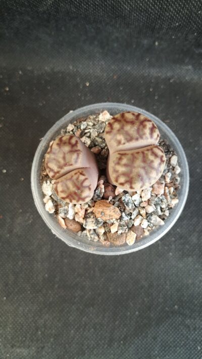 Lithops bromfieldii