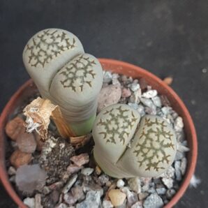 Lithops halii best