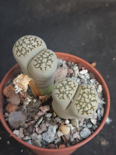 Lithops halii best