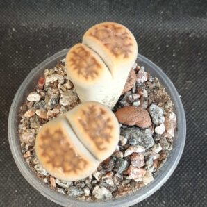 Lithops karasmontana