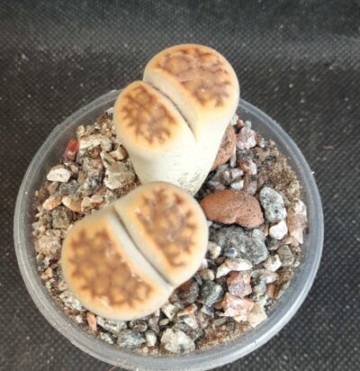 Lithops karasmontana