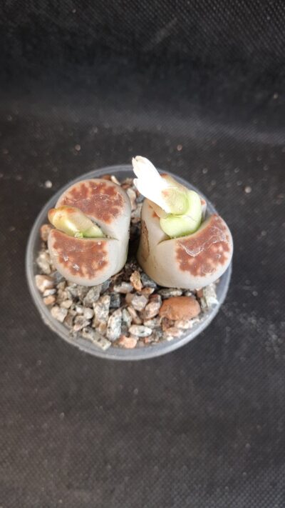 Lithops karasmontana summitatum