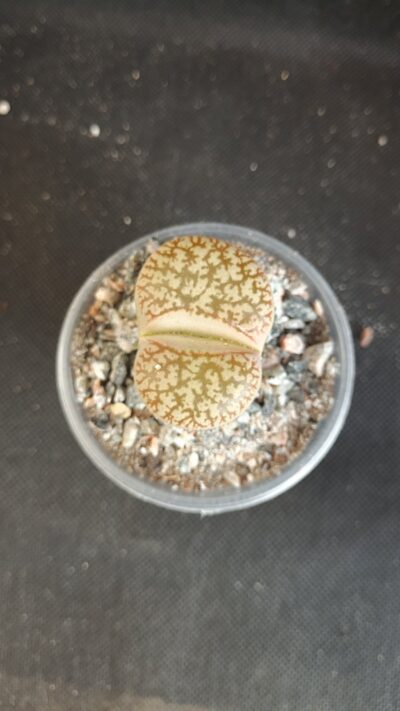 Lithops pseudotruncatella